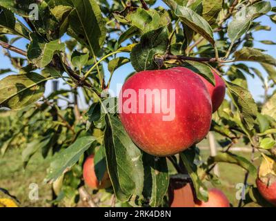 Ripe apples in the tree in summer Stock Photo
