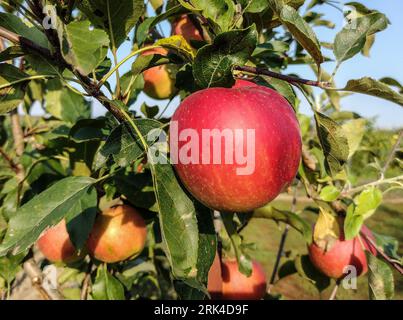 Ripe apples in the tree in summer Stock Photo