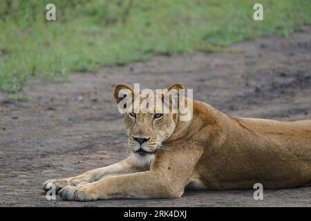 Majestic female lion as this close-up shot reveals the intricate details and regal presence of the queen of the savannah in Uganda. Stock Photo