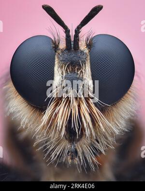 Symmetrical portrait of a Bumblebee robberfly with white hair on its face, set against a pink background (Laphria flava) Stock Photo