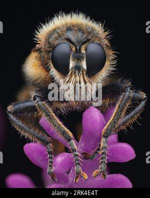 Portrait of a Bumblebee robberfly with white hair on its face, set against a pink background (Laphria flava) Stock Photo