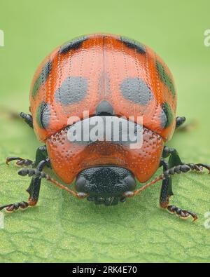 Symmetrical portrait of a red leaf beetle with black dots standing on a green leaf (Gonioctena viminalis) Stock Photo