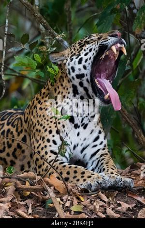 A jaguar, Panthera onca, yawning. Pantanal, Mato Grosso, Brazil Stock Photo