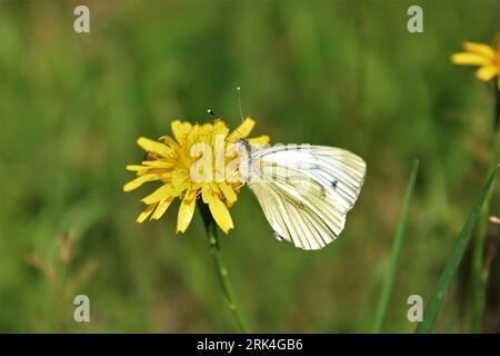 White cabbage butterfly on dandelion Stock Photo
