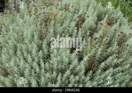 Closeup of some of the yellow flowers and silvery leaves of the compact growing perennial low growing garden shrub santolina chamaecyparissus. Stock Photo