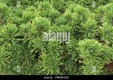 Closeup of the needle-like leaves of the evergreen dwarf pine tree Pinus mugo tuffet. Stock Photo