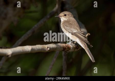 Grauwe Vliegenvanger op uitkijk; Spotted Flycatcher on perch Stock Photo