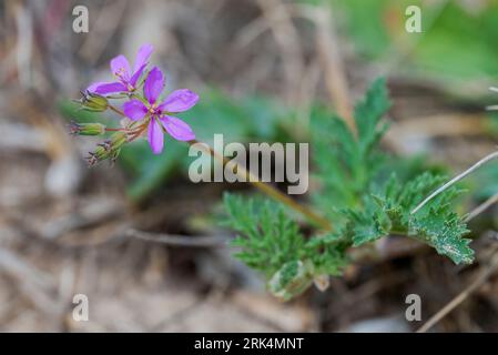 Flowers of Erodium laciniatum. Photo taken in Carabassi Beach, province of Alicante, Spain Stock Photo