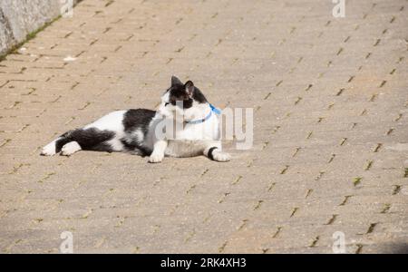 A sweet and precious black and white kitten, on the asphalt of a street sitting and resting. Stock Photo