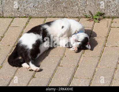 A sweet and beautiful black and white kitten, on the asphalt of a street sleeping with its paws in the air. Stock Photo