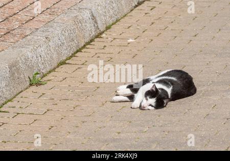 A sweet and beautiful black and white kitten, on the asphalt of a street sleeping with its paws in the air. Stock Photo