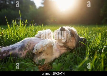 Happy lap dog lying nn back in grass at sunset. Playful cute terrier enjoying summer day at garden. Stock Photo