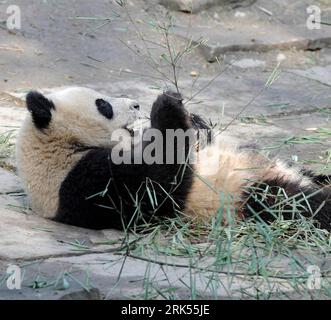 Bildnummer: 53704296  Datum: 05.01.2010  Copyright: imago/Xinhua (100105) -- YA AN, Jan. 5, 2010 (Xinhua) -- Giant panda Zhuangmei plays at the Bifeng Gorge Breeding Base of Sichuan in Ya an, southwest China s Sichuan Province, Jan. 5, 2010. Ten giant pandas Pingping, An an, Yunyun, Youyou, Minmin, Hanyuan, Zhuangmei, Aoyun, Wuyang and Aling setted out for Shanghai, host city of the 2010 World Expo, Tuesday on a chartered plane for a year-long display. (Xinhua/Chen Xie) (lyx) (10)CHINA-SICHUAN-SHANGHAI WORLD EXPO-TEN GIANT PANDAS (CN) PUBLICATIONxNOTxINxCHN Tiere Panda Pandabären Riesenpanda R Stock Photo