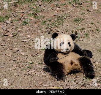 Bildnummer: 53704292  Datum: 05.01.2010  Copyright: imago/Xinhua (100105) -- YA AN, Jan. 5, 2010 (Xinhua) -- Giant panda Aoyun plays at the Bifeng Gorge Breeding Base of Sichuan in Ya an, southwest China s Sichuan Province, Jan. 5, 2010. Ten giant pandas Pingping, An an, Yunyun, Youyou, Minmin, Hanyuan, Zhuangmei, Aoyun, Wuyang and Aling setted out for Shanghai, host city of the 2010 World Expo, Tuesday on a chartered plane for a year-long display. (Xinhua/Chen Xie) (lyx) (4)CHINA-SICHUAN-SHANGHAI WORLD EXPO-TEN GIANT PANDAS (CN) PUBLICATIONxNOTxINxCHN Tiere Panda Pandabären Riesenpanda Riesen Stock Photo