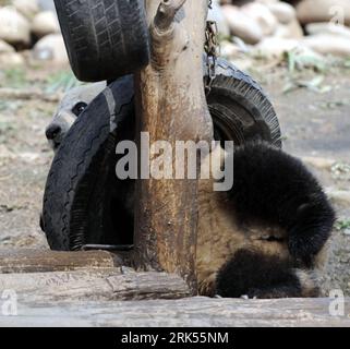 Bildnummer: 53704293  Datum: 05.01.2010  Copyright: imago/Xinhua (100105) -- YA AN, Jan. 5, 2010 (Xinhua) -- Giant panda Hanyuan plays at the Bifeng Gorge Breeding Base of Sichuan in Ya an, southwest China s Sichuan Province, Jan. 5, 2010. Ten giant pandas Pingping, An an, Yunyun, Youyou, Minmin, Hanyuan, Zhuangmei, Aoyun, Wuyang and Aling setted out for Shanghai, host city of the 2010 World Expo, Tuesday on a chartered plane for a year-long display. (Xinhua/Chen Xie) (lyx) (5)CHINA-SICHUAN-SHANGHAI WORLD EXPO-TEN GIANT PANDAS (CN) PUBLICATIONxNOTxINxCHN Tiere Panda Pandabären Riesenpanda Ries Stock Photo