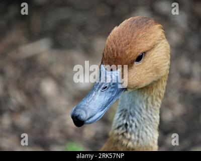 Fulvous Whistling-Duck - Dendrocygna bicolor Stock Photo