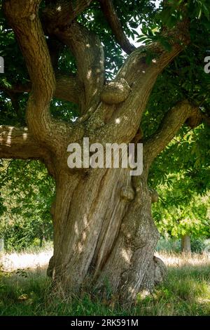 old chestnut tree in the nature reserve de Manteling near Domburg, Zeeland, Netherlands. alte Kastanie im Naturschutzgebiet de Manteling bei Domburg, Stock Photo