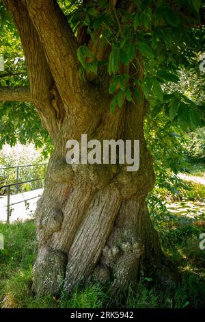 old chestnut tree in the nature reserve de Manteling near Domburg, Zeeland, Netherlands. alte Kastanie im Naturschutzgebiet de Manteling bei Domburg, Stock Photo