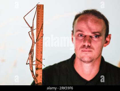 London, UK. 24th Aug, 2023. Keeper Luke measures a male Tirachoidea stick insect. The annual weigh-in at ZSL London Zoo sees keeper taking the weight, as well as other measurements, of their animals. This helps to track the wellbeing of animals, can detect early pregnancy. Credit: Imageplotter/Alamy Live News Stock Photo