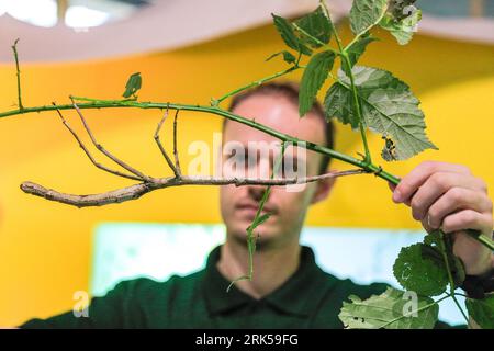 London, UK. 24th Aug, 2023. Keeper Luke measures a male Tirachoidea stick insect. The annual weigh-in at ZSL London Zoo sees keeper taking the weight, as well as other measurements, of their animals. This helps to track the wellbeing of animals, can detect early pregnancy. Credit: Imageplotter/Alamy Live News Stock Photo