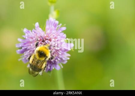 Helle Erdhummel(Bombus lucorum Stock Photo - Alamy