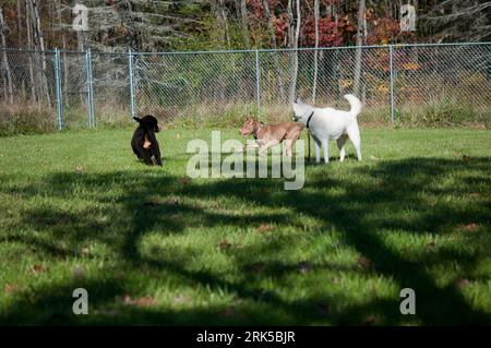 Three dogs playing together in the yard Stock Photo