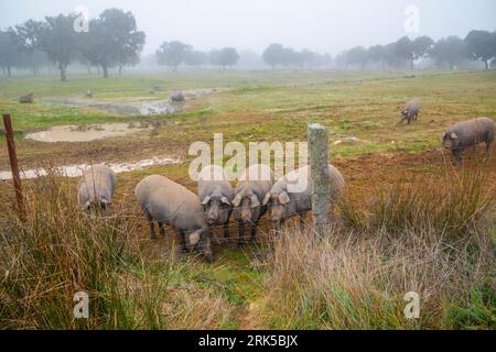 Iberian pigs in a meadow. Los Pedroches valley, Cordoba province, Andalucia, Spain. Stock Photo