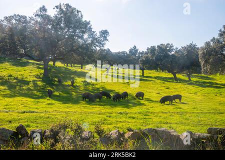 Iberian pigs in a meadow. Los Pedroches valley, Cordoba province, Andalucia, Spain. Stock Photo