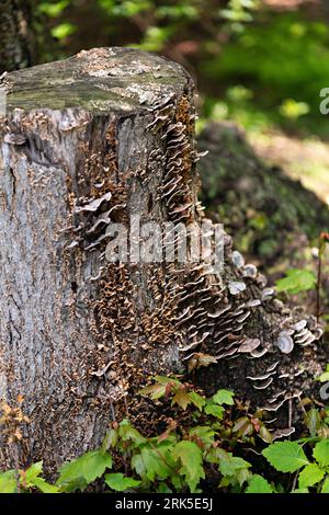 A majestic tree stump in the woods, with a diverse array of fungi growing from its crevices Stock Photo