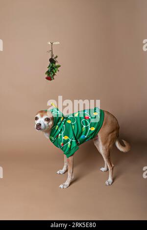 Adorable Chihuahua wearing a festive green Christmas sweater, smiling playfully and posing under a sprig of mistletoe Stock Photo