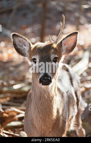 A small white-tailed deer ambles through a wooded area, following a narrow dirt trail Stock Photo