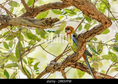 An Eastern Rosella (Platycercus eximius). Rosellas are Australian native birds in a genus that consists of six species and nineteen subspecies Stock Photo