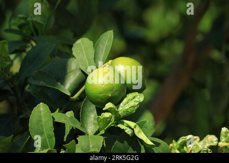 Green lemons ripening on tree, organic cultivation Stock Photo