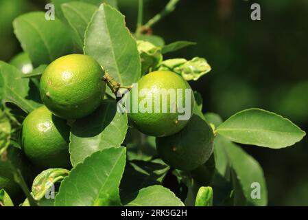 Green lemons ripening on tree, organic cultivation Stock Photo
