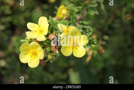 The pale yellow flowers of Potentilla fruticosa 'Katherine Dykes' Stock Photo