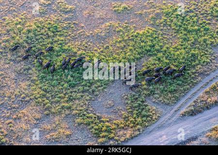 An aerial view of a herd of African buffalo (Syncerus caffer) in a grassy field under a cloudy sky Stock Photo