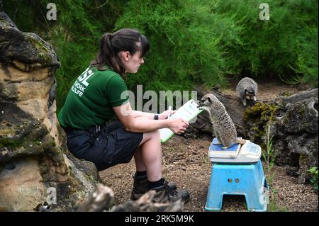 London, UK. 24th Aug, 2023. Meerkats at the London Zoo's Annual Weigh In, London, UK. Credit: See Li/Picture Capital/Alamy Live News Stock Photo