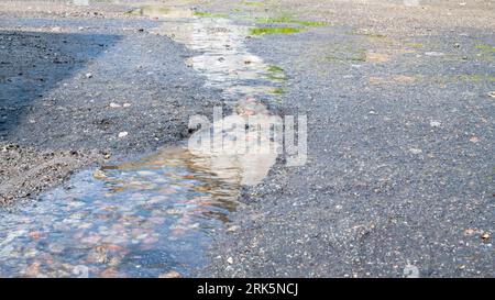 white soapy foam in dirty water in a puddle on the road Stock Photo