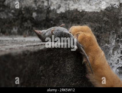 Death of a Mouse Stock Photo