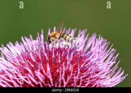 Bee on thistle flower, nectar collecting, natural pollination Stock Photo