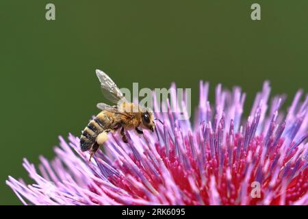 Bee on thistle flower, nectar collecting, natural pollination Stock Photo