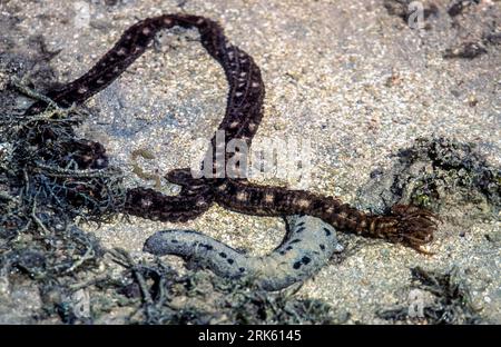 Snake sea cucumber (Synapta maculata) from a sandy reef flat in Fiji. Also seen is the black sea cucumber (Holothuria atra). Stock Photo