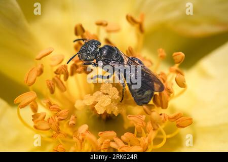 A shiny metallic green Small Carpenter Bee (Ceratina sp) pollinating a yellow rose flower. Long Island, New York. Stock Photo