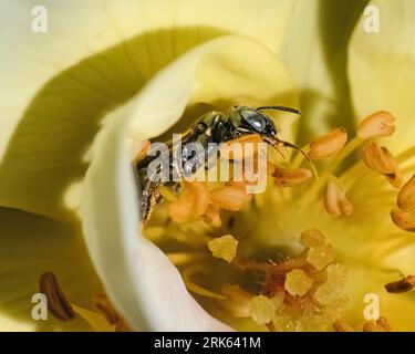 Close up of a tiny Small Carpenter Bee (Ceratina sp) pollinating a yellow rose flower.  Long Island, New York, USA Stock Photo