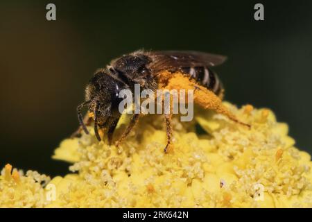 A female Halictus dark metallic sweat bee carrying a huge amount of pollen on her legs.  Long Island, New York, USA Stock Photo