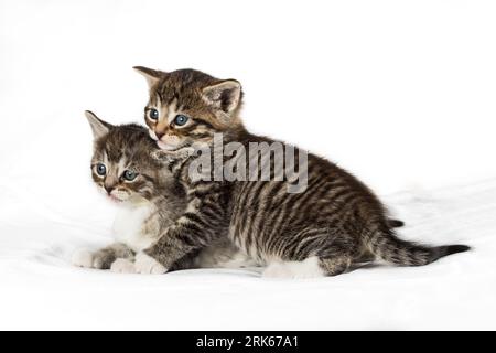 Two adorable kittens happily playing together on a pure white background Stock Photo