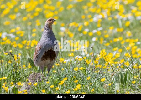 Grey Partridge (Perdix perdix), front view of an adult male standing in the grass, Abruzzo, Italy Stock Photo