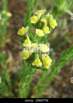 Sand Toadflax,'Linaria arenaria', Short, Sticky haired, Yellow flowered,Rare.Found in Sand dunes.Coastal habitat. May till September.  Braunton. North Stock Photo