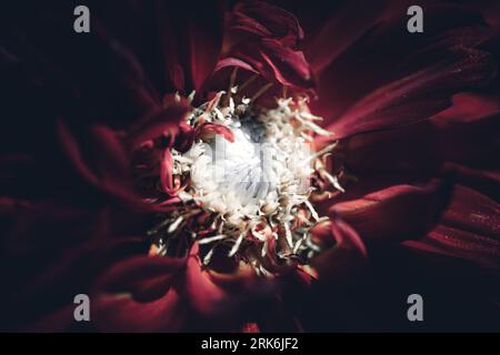 A closeup of a red flower on a dark background Stock Photo