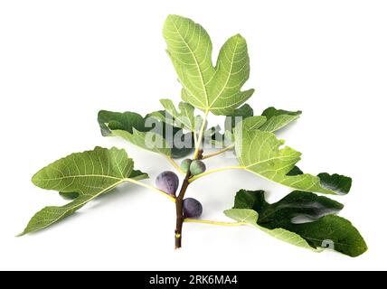 purple figs in front of white background Stock Photo